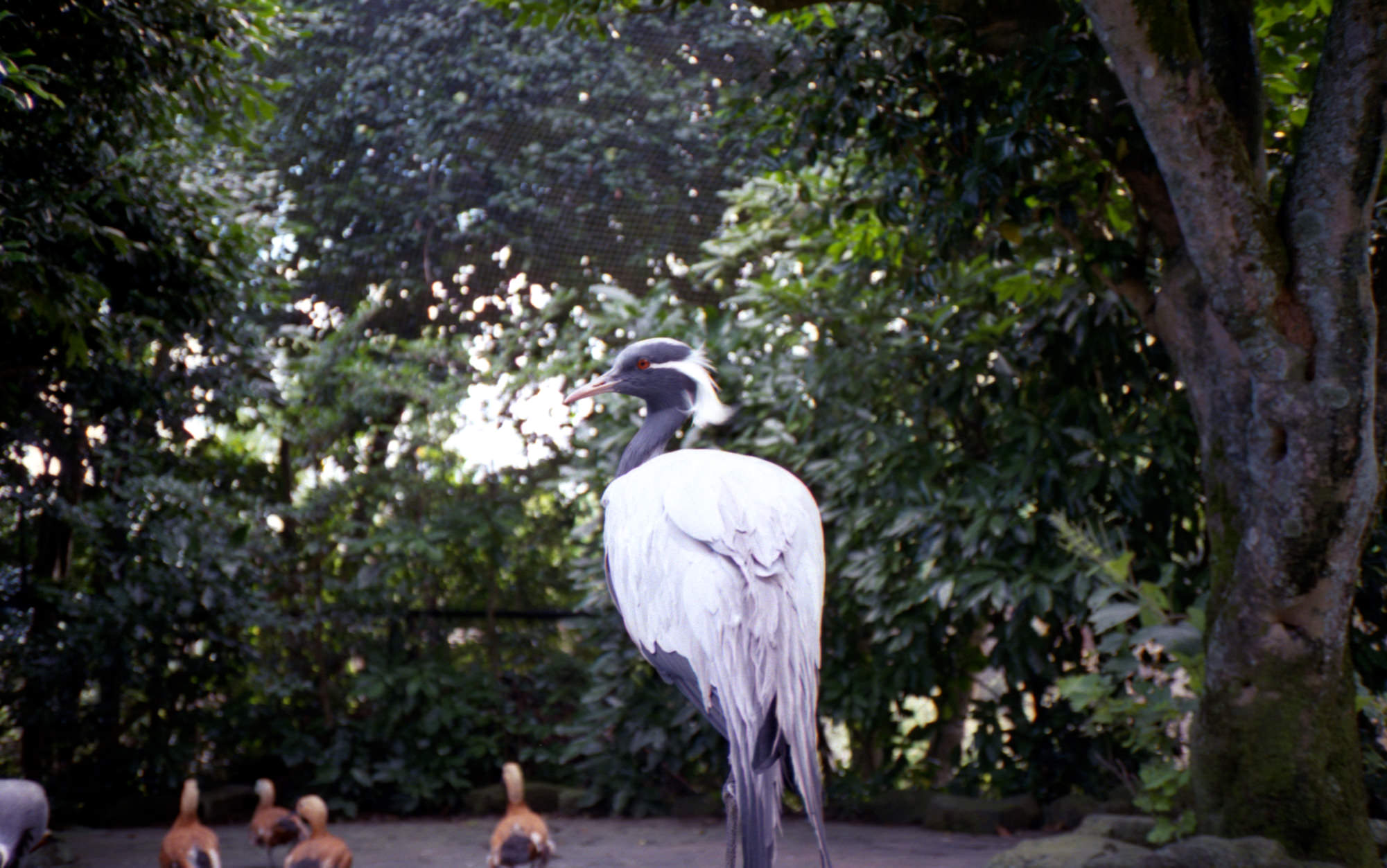 伊豆シャボテン公園の鳥