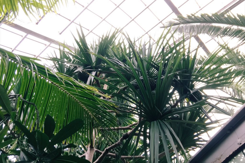 板橋区熱帯環境植物館